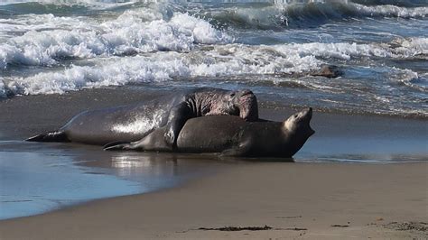 Ca Elephant Seals Mate At San Simeon Beach San Luis Obispo Tribune