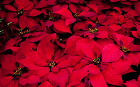 Download Wallpaper 3840x2400 Poinsettia Flowers Red Leaves Plant 4k
