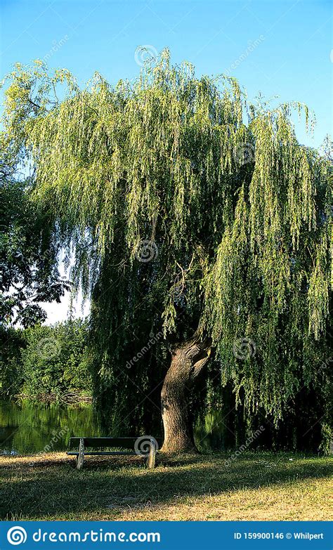 A Weeping Willow Tree An Ornamental Tree For Gardens And