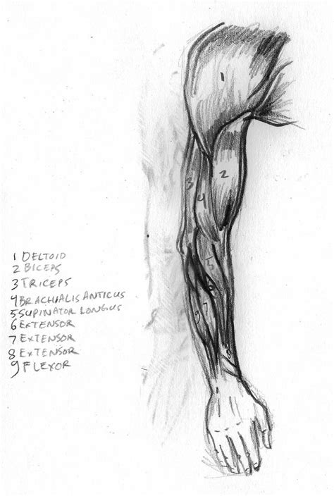 Arm Muscle Anatomy Side View By Feureau On Deviantart