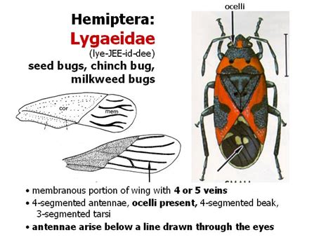 Hemiptera True Bugs