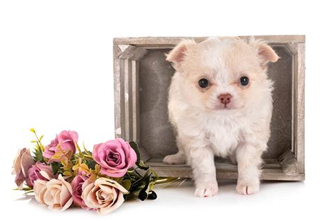 Furrylicious® Puppy Boutique Dogs For Sale New Jersey