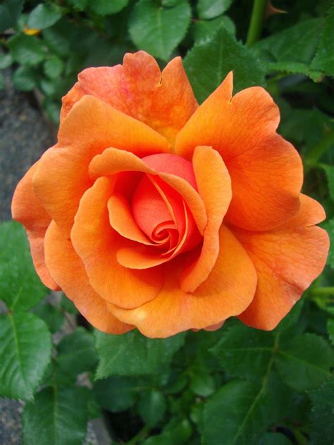 Pin By Despina Pashalidis On Beautiful Flowers☘ Beautiful Rose