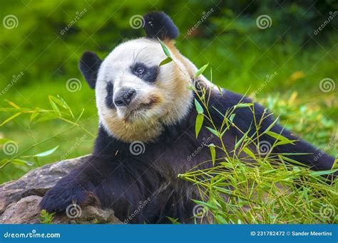 Giant Panda Ailuropoda Melanoleuca Feeding On Bamboo Stock Photo