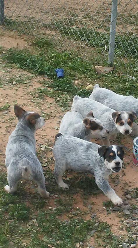 Popular goat for pet of good quality and at affordable prices you can buy on aliexpress. Queensland Heeler Puppies For Sale | 75th Avenue, Phoenix ...