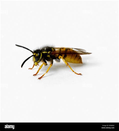 Wasp Hi Res Stock Photography And Images Alamy