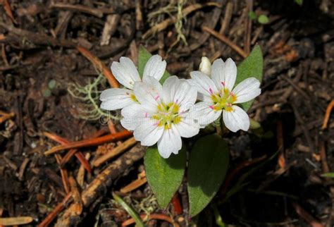 Lanceleaf Spring Beauty Claytonia Lanceolata Stock Image Image Of