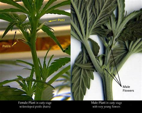 See full list on wikihow.com Sexing Marijuana Plants