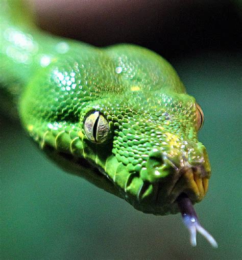 Liste der giftigsten schlangen inlandtaipan. Giftige Schlangen in Australien - Zisch-Texte - Badische ...