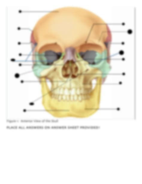 Solution Anatomy Of Skull Quiz Studypool