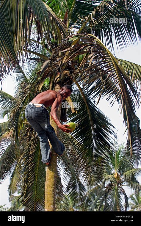 Black Man Climbing In Coconut Palm Tree Cocos Nucifera To Collect