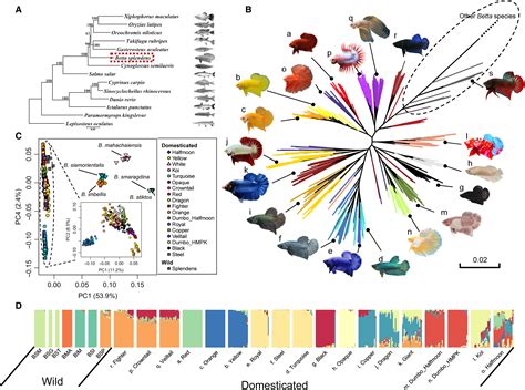 The Genetic Architecture Of Phenotypic Diversity In The Betta Fish