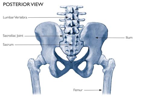 Sacrum And Iliac Bones