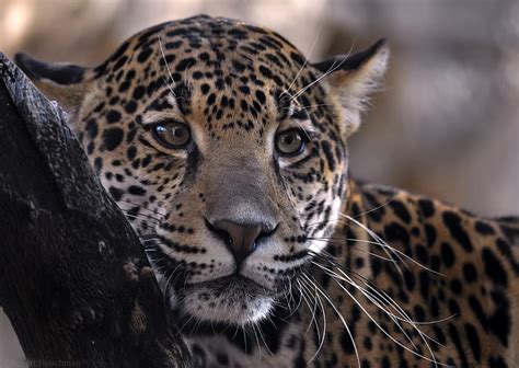 Beautiful Jaguar Animal Jaguar Animals Cats Cat Wild Hd Wallpaper