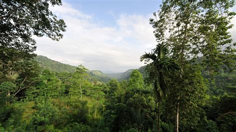 Kanneliya Rainforest Reserve Sri Lankas Best Kept Secrets