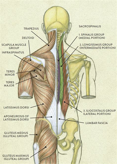 Muscles Of The Torso The Muscles Of The Lower Body St