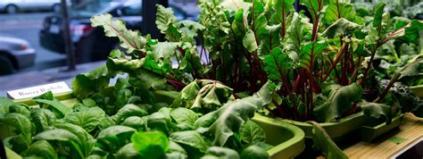 6 Step Guide To Indoor Vegetable Gardening Beginners Guide