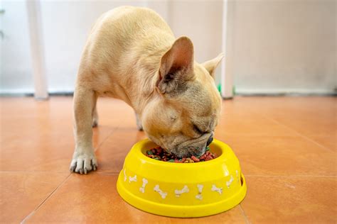 Best Dog Food For French Bulldogs Dogtime