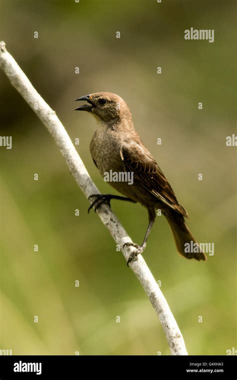 Brown Headed Cowbird Female Molothrus Ater Camp Lula Sams