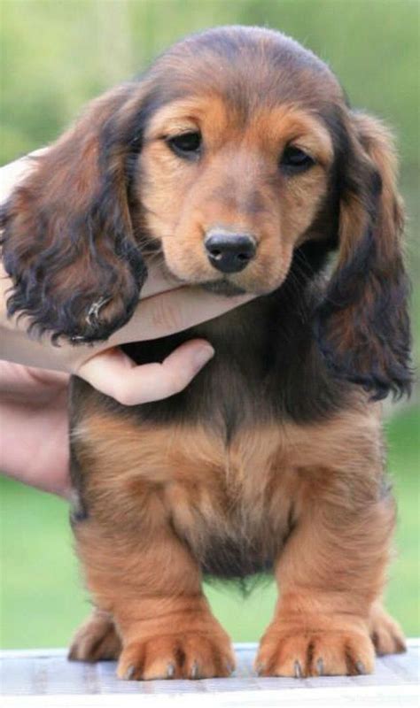 Dachshund Friendly And Curious Dachshund Puppy Long Haired