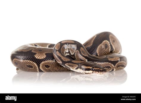 Snake Stock Photo Alamy