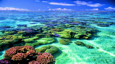 Arrecife De Coral Fondos De Pantalla Hd 1600x900 Wallpapertip