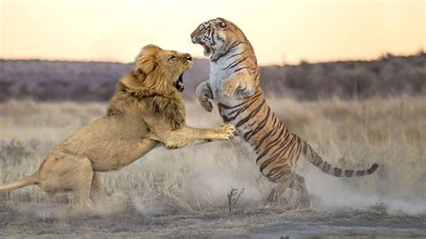 Lion Fight With Tiger
