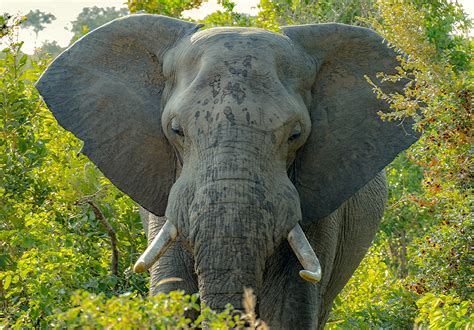 Afrikanische Elefanten Begegnungen Foto And Bild Tiere Wildlife