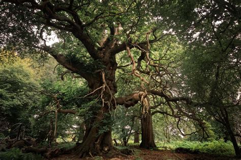 Ashridge Forest Hertfordshire England By Jonohub Forest Tree Nature