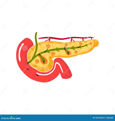 Functions Of Pancreas Concept Vector Illustration Stock Vector