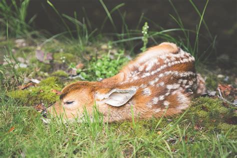 Found This Tiny Fuzzy Headed Deer Sleeping Outside Aww