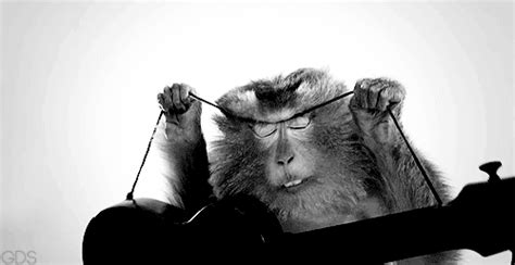 Funny Gif Monkey
