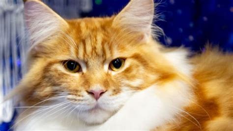 بلیوں کو شاید اپنے جذبات کا اظہار کرنا ہی نہیں آتا Bbc News اردو