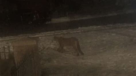 Utah Man Watches From Window As Cougar Kills Deer In His Front Yard Kpic