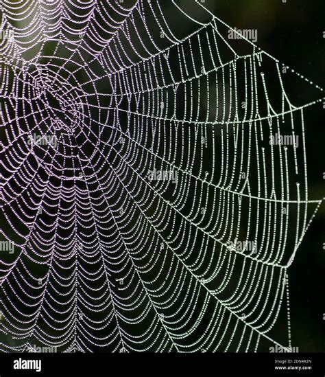 Web With Dew Drops Catching The Light Hi Res Stock Photography And