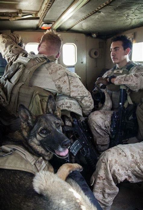 24 Heroic Military Dogs Gallery Ebaums World