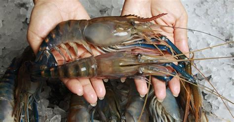 The 10 Largest Shrimp And Prawn In The World A Z Animals