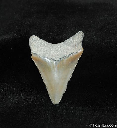 Tan Colored Bone Valley Megalodon Tooth 546 For Sale