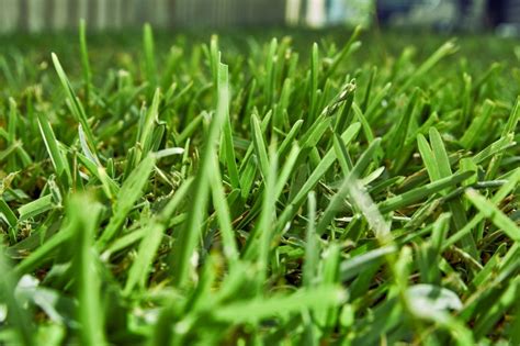 Buffalo Grass Ultimate Turf Guide Myhometurf