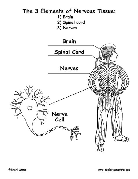 Nervous system for kids matchcard. Nervous Tissue