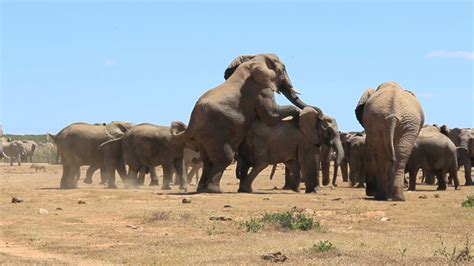Video Elephants Making More Elephants In Addo Africa Geographic