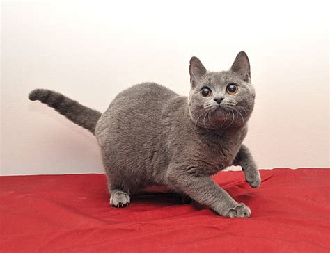 Find cats and kittens for sale, near you and across australia. Kitty cats in my life: Toronto area woman's distressing ...