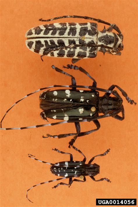 Asian Longhorned Beetle Anoplophora Glabripennis Coleoptera