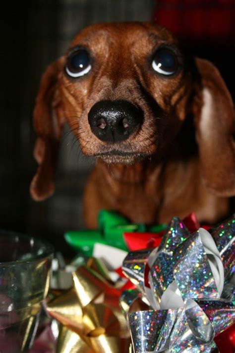 7 Things Only Dachshund Parents Understand