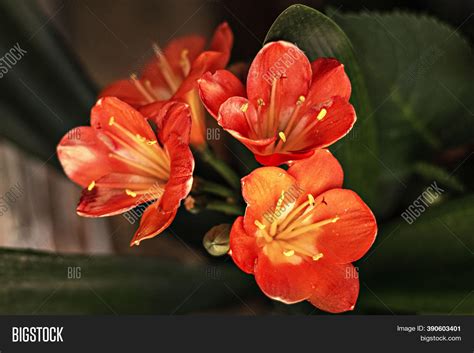 Bright Red Flowers Image And Photo Free Trial Bigstock