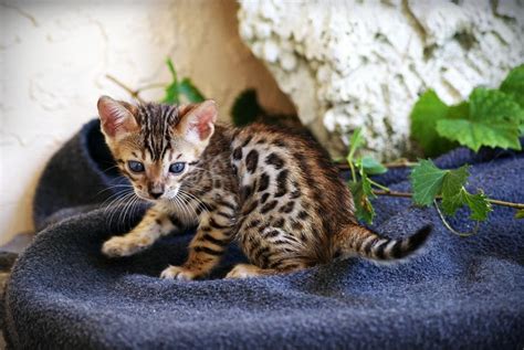 Alibaba.com offers 1,663 bengal cat products. Bengal Cats For Sale | Detroit, MI #122447 | Petzlover