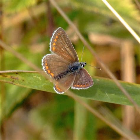 Little Brown Butterfly Brown Argus Or Female Common Blue Flickr