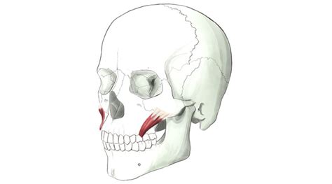 The Main Muscles Of The Face