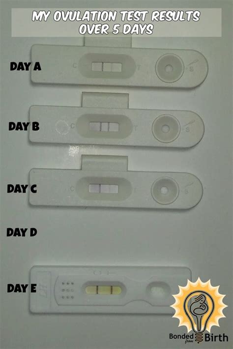 Ovulation Test Positive Or Negative How To Tell The Difference
