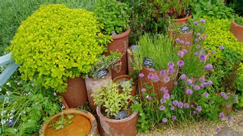 Herbs For Aromatic And Wildlife Friendly Gardens